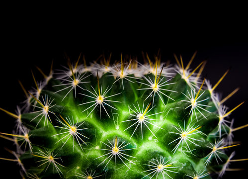 Vivid green of  Mammillaria Cactus on black background