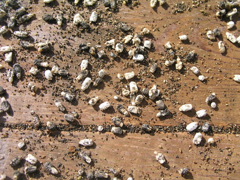 Chalk-brood of bees Ascosphaerosis apis, calcareous, chalk brood, dry foulbrood