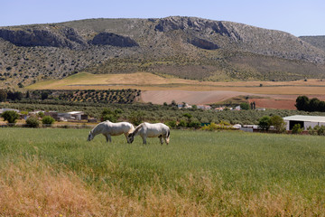 Fototapeta premium Horses in Field