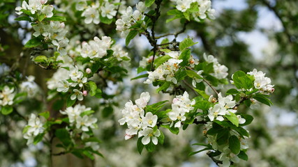 White flowers on a tree in spring