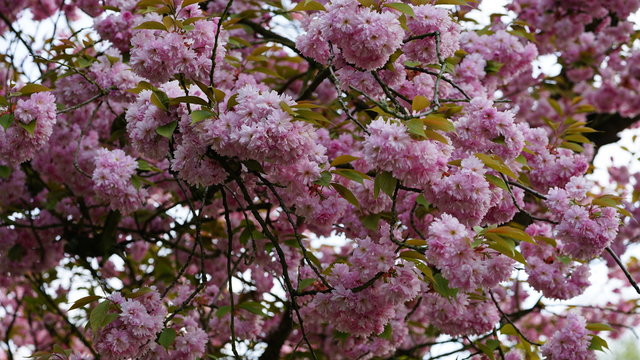 Pink flowers on a tree in spring