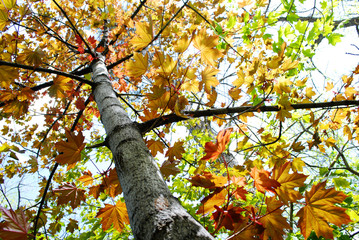 Fall Maple Leaves in Autumn Season