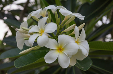 plumeria