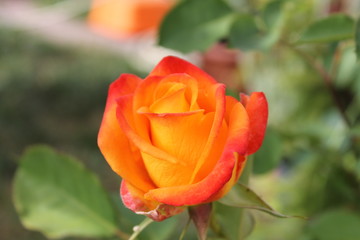 Rosa Arancione