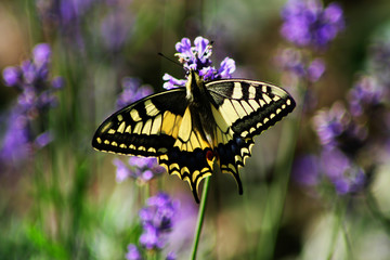 Fototapeta na wymiar Schmetterling in voller Pracht