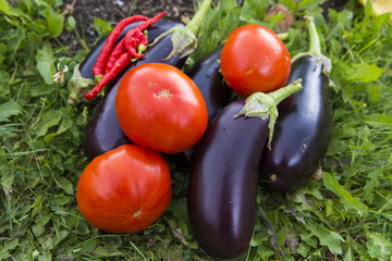 Organic fresh vegetables (tomatoes, eggplants and chili)
