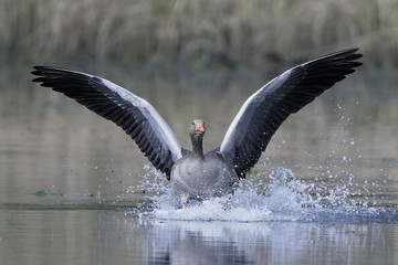 Greylag goose (Anser anser)