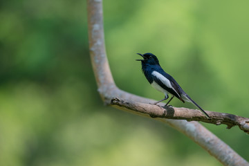 Oriental magpie robin