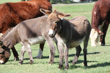 Naklejka na ściany i meble Miniature Donkey’s in an enclosed corral with cows. They are ideal farm guard animals