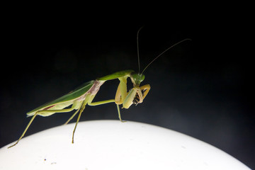 hunting mantis eating beetle on a lighting lamp