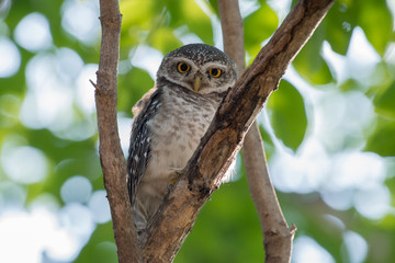 Spotted Owlet