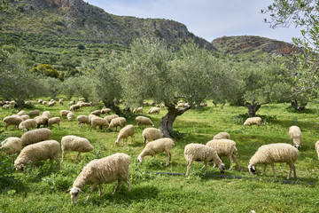 Naklejka premium Schafherde in Olivenhain bei Stylos (Stilos), Chania