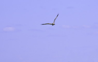 Common Buzzard in flight. 
