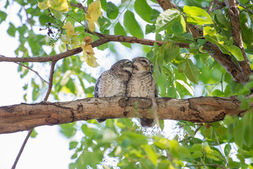 Couple of Spotted Owlet
