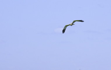 Common Buzzard in flight. 