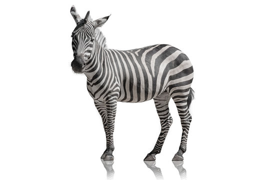 Fototapeta Zebra