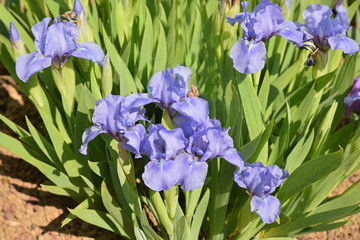 Iris germanica bleu ciel au printemps au jardin