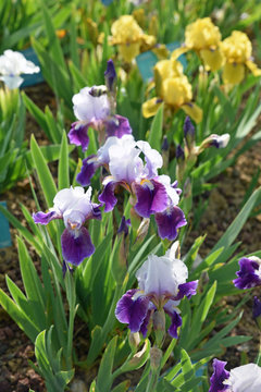 Iris germanica violet au jardin au printemps