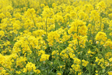 菜の花