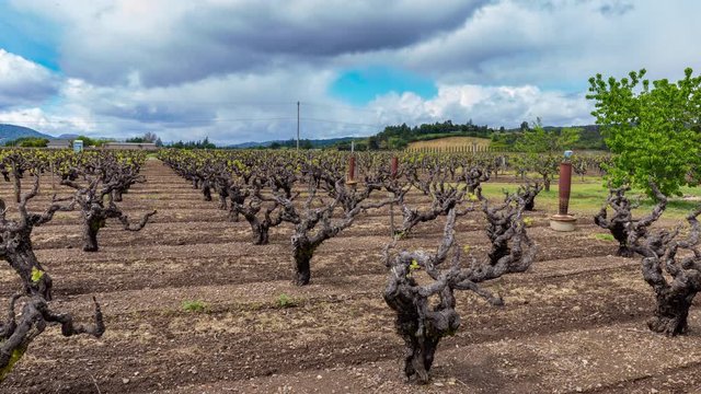 4k time-lapse of clouds passing over old vine Zinfandel in Sonoma's Dry Creek Valley