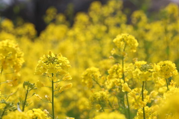 菜の花