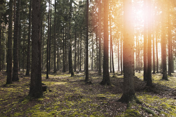 Tree Forest