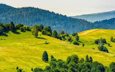 grassy hillside on mountain in summer