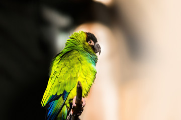 Portrait of a Nanday parakeet (Aratinga nenday) on smooth background, profile view.