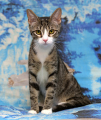 Striped with white cat young on blue background