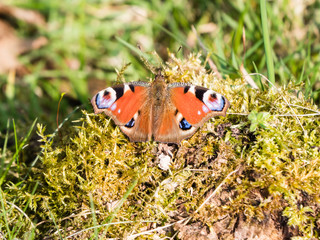European Common Peacock Butterfly