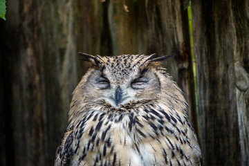 Head of a spotted eagle-owl (Bubo africanus) sleeping on a perch in Wold of birds zoo, Cape Town.