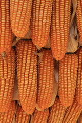 Yellow dried corns hanging in rows for background.