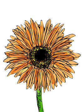 Yellow Flower