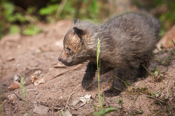 Naklejka premium Red Fox Kit (Vulpes vulpes) Walks Left