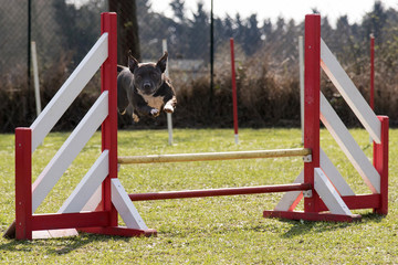 Staffordshire bull terrier  en agility