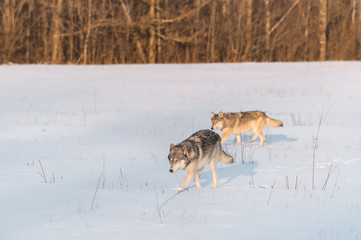 Two Grey Wolves (Canis lupus) Move Left in Snowy Field