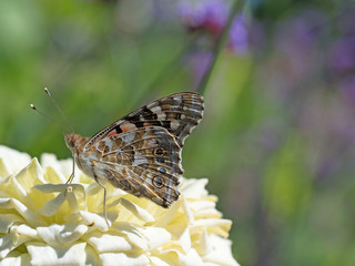 Distelfalter, Vanessa cardui