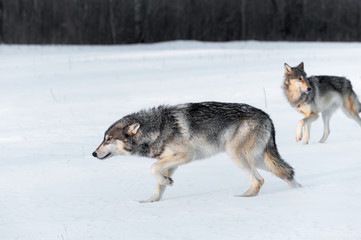 Grey Wolves (Canis lupus) Stalk Left Through Field