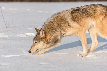 Grey Wolf (Canis lupus) Sniffs to Left in Snow
