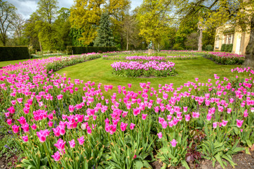 Spring tulips in the UK