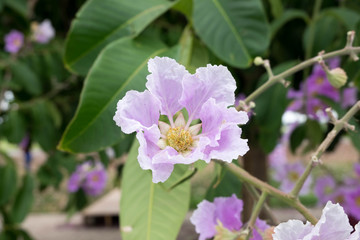 Lagerstroemia floribunda or Thai crape myrtle, tree with purple flowers. Much found in Southeast asia.