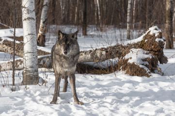 Fototapeta premium Black Phase Grey Wolf (Canis lupus) Stands at Edge of Forest