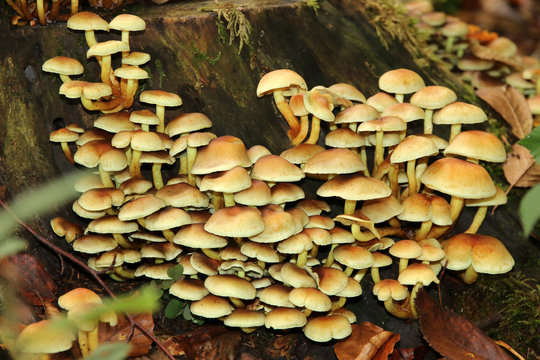 Gr&uuml;nbl&auml;ttriger Schwefelkopf