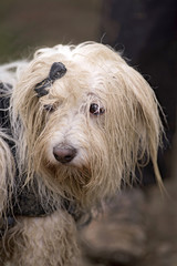 coton de tulear dans la boue 