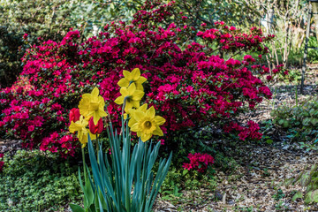Spring Flowers In Seatac 2
