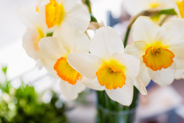 Obraz na płótnie Canvas Bouquet of white daffodils
