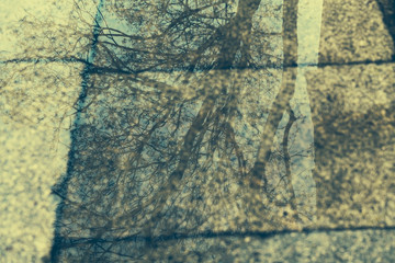 vintage style photo, reflection of a tree in a puddle