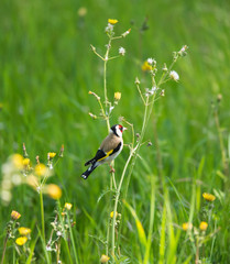 cardellino eurasiatico