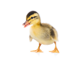 Cute little newborn fluffy duckling. One young duck isolated on a white background. Nice small bird.