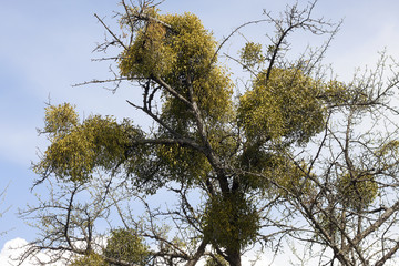 Víscum on the apple tree